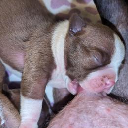 Baby Zack Red Boy - Seal and white male Boston Terrier puppy in Kingsport, Tennessee from Sleepwalker Bostons
