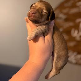 Wilma - Red female Dachshund puppy in Conway, Missouri from Ozark Mountain Kennel