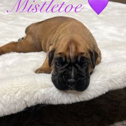 Mistletoe - Fawn female Boxer puppy in Delta, Colorado from Boxers 4 Us
