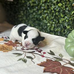 Waylon - Parti male Miniature Schnauzer puppy in Liberty, Texas from Texas Small Town Schnauzers
