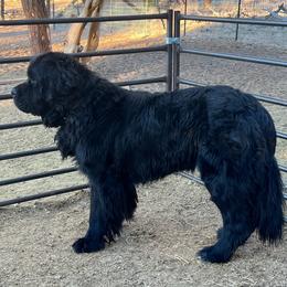 Vinnie - Newfoundland