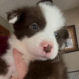 Duncan - Chocolate male Border Collie puppy in Lebanon, Oregon from Cahill’s Canines