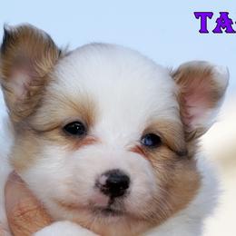 Taffy sable merle female - Sable merle and white female Shetland Sheepdog puppy in Frazeysburg, Ohio from Mountain High Kennels