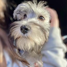 Queenie - Miniature Schnauzer