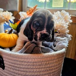 Red boy - Black brown and white male Basset Hound puppy in Converse, Louisiana from Walkers Catuna Bassett Hounds