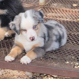 Hunter - Blue merle Miniature Australian Shepherd puppy in Springtown, Texas from Rusty Rose Ranch Mini Aussies and Mini American Shepherds