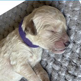 G6 - Cream female Goldendoodle puppy in Ankeny, Iowa from Iowadoodles2love