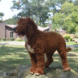Australian Labradoodle All Grown Up from Selah Doodles