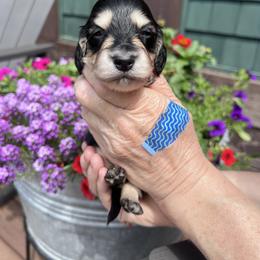 Girl 1 - Black and cream female Dachshund puppy in Gouverneur, New York from Dack Dachshunds