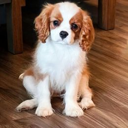 Cavapoo puppies from Callaway's Cavaliers