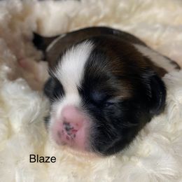 Blaze - Black gold and white male Shih Tzu puppy in Riverside, California from AKC Shih Tzu of California