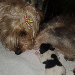 Luna - Yorkshire Terrier