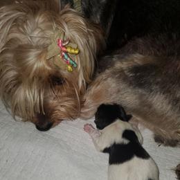 Luna - Yorkshire Terrier