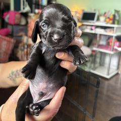 Dachshund Puppies from Lord Frank’s Mini Weeniers