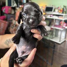 Dachshund Puppies from Lord Frank’s Mini Weeniers