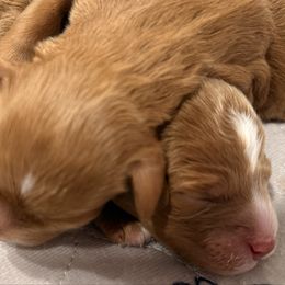 Johnny - Red  male Goldendoodle puppy in Knoxville, Tennessee from Graystone Doodles
