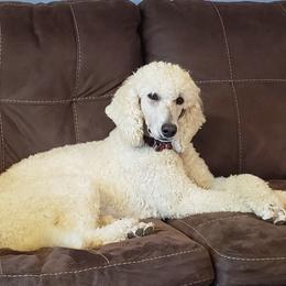 Cora - Poodle