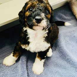 Goldendoodle Puppies from Labradoodleday