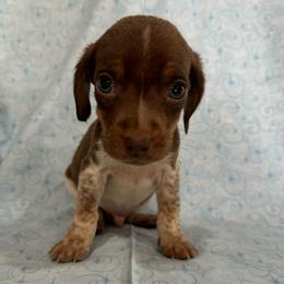 Male 1 - Red and white male Beagle puppy in Galax, Virginia from Dells  Dachshund’s