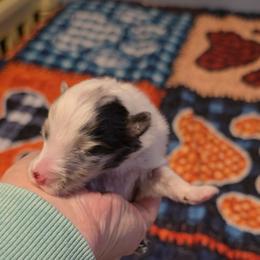 Baby girl 3 - Sable merle and white female Shetland Sheepdog puppy in Marshall, North Carolina from Small World Shelties