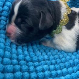 Kayleigh Gold Girl - Newfoundland puppy from Latin of Course Newfoundlands