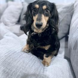 Maggie - Dachshund