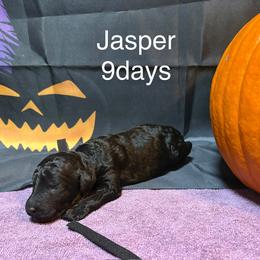 Jasper - Black male Poodle puppy in Grand Rapids, Michigan from Lionkru Lowchen and Standard Poodles