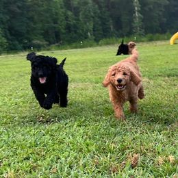 Goldendoodles from Goldendoodle Pups NC