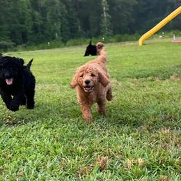 Goldendoodles from Goldendoodle Pups NC