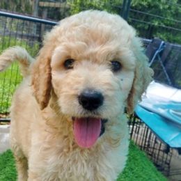 Goldendoodles, Poodles, and Shih Tzus from Dixie Doodles and More