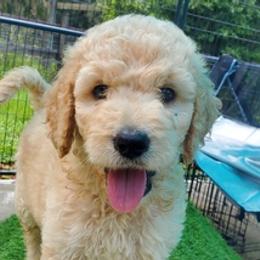 Goldendoodles, Poodles, and Shih Tzus from Dixie Doodles and More