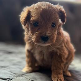 Velma - Red  female Goldendoodle puppy in Cumberland, Rhode Island from minigoldendoodlesofRI