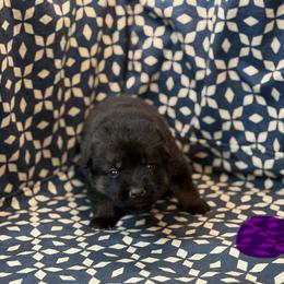 Purple Collar - Bi-color female German Shepherd puppy in Riverside, California from Von Der Sagobi