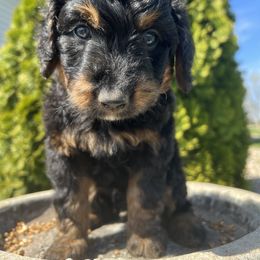 Assorted Doodle Crosses, Aussiedoodle, Bernedoodle, and Poodle Puppies from Pear Tree Prairie Doodles