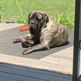 Amari - Mastiff