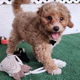 Micro-Mini Black collar boy - Apricot male Labradoodle puppy in Los Molinos Ca, California from Sunshine Sanctuary Doodles