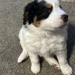 Girl 2 - female Bernedoodle puppy in Mesa, Arizona from R & J Doodles