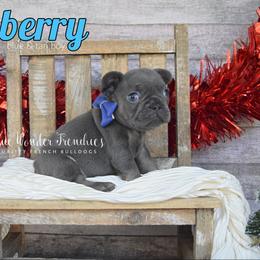 Blueberry - Tricolors male French Bulldog puppy in Loxahatchee, Florida from Blue Wonder Frenchies