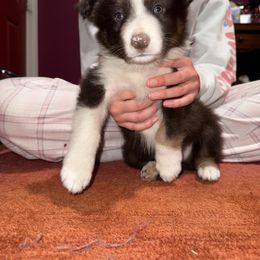 Joe - White and red male Border Collie puppy in Jackson, New Jersey from NJ Bees BC