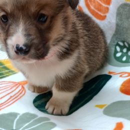 Pembroke Welsh Corgi Puppies from Episode Corgis