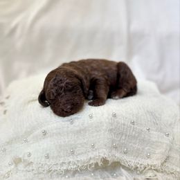 Crisp - Chocolate female Labradoodle puppy in Newark, Ohio from Raising Doodles