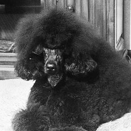 Poodles from Jewels Mtn Poodles