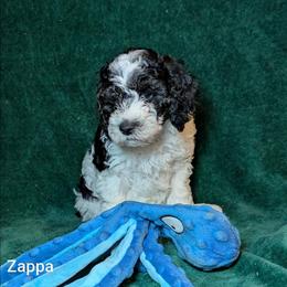 Zappa - Black and white male Cockapoo puppy in Sunset, Louisiana from Cano Cockapoos