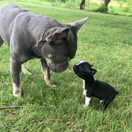 Maeve - French Bulldog