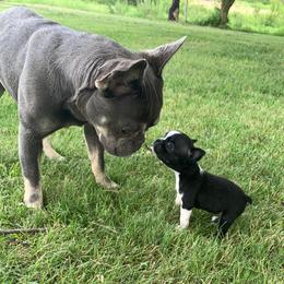 Maeve - French Bulldog