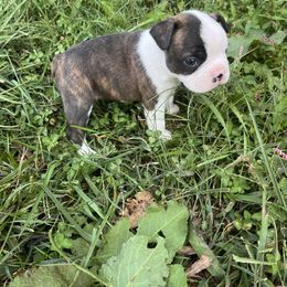 HeiHei - Seal brindle and white male Boston Terrier puppy in London, Kentucky from Antjie Boston