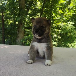 Soro - Sesame female Shiba Inu puppy in Clayton, Illinois from Adorable-Puppies
