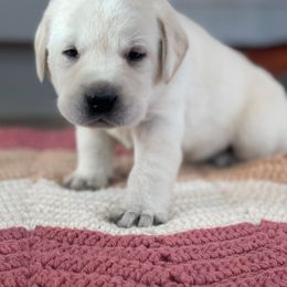 Labrador Retriever Puppies from Labsmith Labs