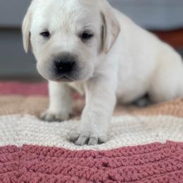 Labrador Retriever Puppies from Labsmith Labs