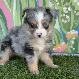 Indigo - Blue merle female Toy Australian Shepherd puppy in Granbury, Texas from Best Little Aussies